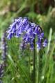 Bluebell Run 2019